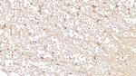 DUSP3 Antibody in Immunohistochemistry (Paraffin) (IHC (P))