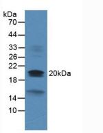 DUSP3 Antibody in Western Blot (WB)