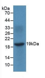 CXCL9 (MIG) Antibody in Western Blot (WB)