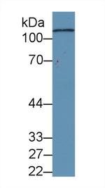 Complement C5a Antibody in Western Blot (WB)