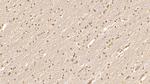 CDNF Antibody in Immunohistochemistry (Paraffin) (IHC (P))