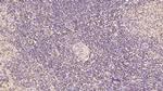 CDNF Antibody in Immunohistochemistry (Paraffin) (IHC (P))