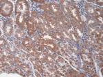 KIM-1 Antibody in Immunohistochemistry (Paraffin) (IHC (P))