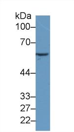 LIGHT Antibody in Western Blot (WB)