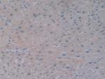 BMP-10 Antibody in Immunohistochemistry (Paraffin) (IHC (P))