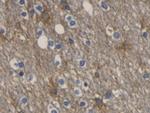 Aquaporin 4 Antibody in Immunohistochemistry (Paraffin) (IHC (P))