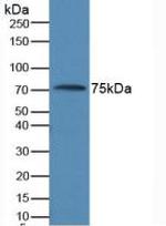 AMH Antibody in Western Blot (WB)