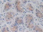 AMH Antibody in Immunohistochemistry (Paraffin) (IHC (P))