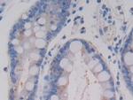 AMH Antibody in Immunohistochemistry (Paraffin) (IHC (P))