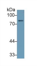 ALOX5 Antibody in Western Blot (WB)