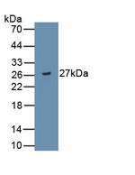 ADAMTS9 Antibody in Western Blot (WB)