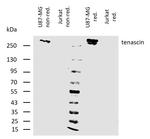 Tenascin C Antibody in Western Blot (WB)