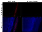 CD138 Antibody in Immunohistochemistry (Paraffin) (IHC (P))