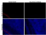 CD138 Antibody in Immunohistochemistry (Paraffin) (IHC (P))