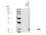 CD81 Antibody in Western Blot (WB)