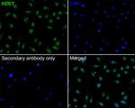 REST Antibody in Immunocytochemistry (ICC/IF)