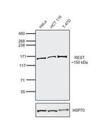 REST Antibody in Western Blot (WB)