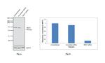 REST Antibody in Western Blot (WB)