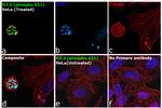 Phospho-Histone H3.3 (Ser31) Antibody in Immunocytochemistry (ICC/IF)