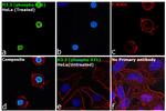 Phospho-Histone H3.3 (Ser31) Antibody