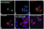 Phospho-Histone H3.3 (Ser31) Antibody