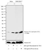 Phospho-Histone H3.3 (Ser31) Antibody in Western Blot (WB)