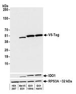 V5 Tag Antibody in Western Blot (WB)