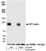 HIF-1 alpha Antibody in Western Blot (WB)