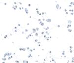 HIF-2 alpha Antibody in Immunocytochemistry (ICC/IF)