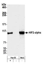 HIF-2 alpha Antibody in Western Blot (WB)