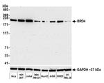 BRD4 Antibody in Western Blot (WB)