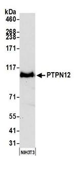 PTPN12 Antibody in Western Blot (WB)