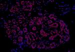 FUS Antibody in Immunohistochemistry (Paraffin) (IHC (P))