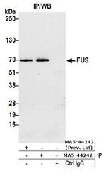 FUS Antibody in Immunoprecipitation (IP)