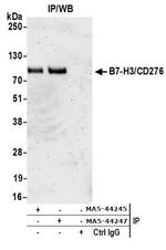 B7-H3 (CD276) Antibody in Immunoprecipitation (IP)