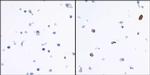 IDO1 Antibody in Immunocytochemistry (ICC/IF)