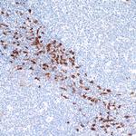 IDO1 Antibody in Immunohistochemistry (Paraffin) (IHC (P))