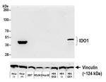 IDO1 Antibody in Western Blot (WB)