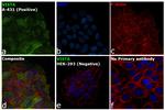 VISTA Antibody