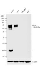 VISTA Antibody