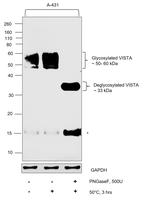 VISTA Antibody in Western Blot (WB)