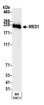 TRAP220 Antibody in Western Blot (WB)