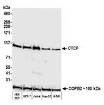 CTCF Antibody in Western Blot (WB)