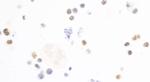 c-MAF Antibody in Immunocytochemistry (ICC/IF)