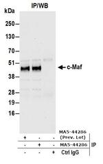 c-MAF Antibody in Immunoprecipitation (IP)