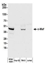 c-MAF Antibody in Western Blot (WB)
