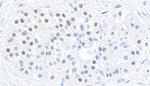 MAFB Antibody in Immunohistochemistry (Paraffin) (IHC (P))