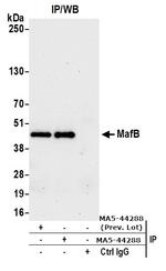 MAFB Antibody in Immunoprecipitation (IP)