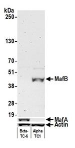 MAFB Antibody in Western Blot (WB)