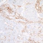 SIRP alpha Antibody in Immunohistochemistry (Paraffin) (IHC (P))